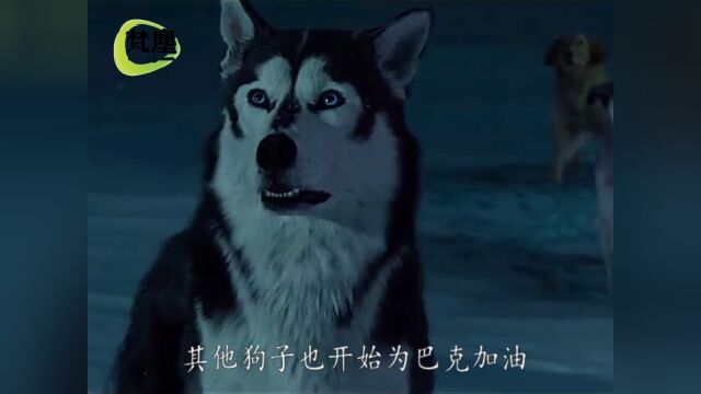 优秀的雪橇犬失去了工作,却一步步逆袭成了一代狼王2