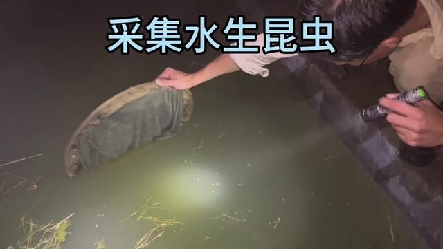 水里面 也有很多习性和行为特殊的昆虫 #昆虫 #野生动物零距离