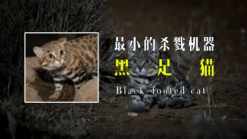 猫科动物中最小的杀戮机器，非洲野猫黑足猫，呆萌的外表下，竟隐藏着干翻长颈鹿的力量
