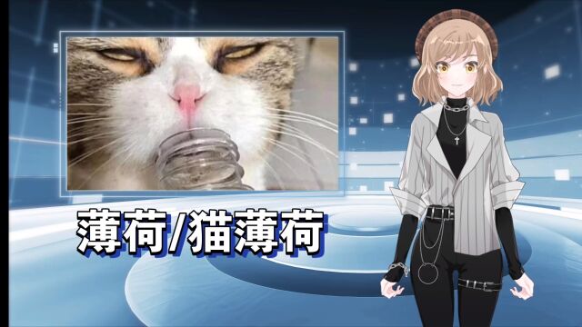 关于猫薄荷的那点事!