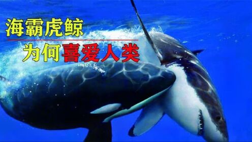 海洋中的霸主，连大白鲨都吃的虎鲸，为什么对人类如此友好？