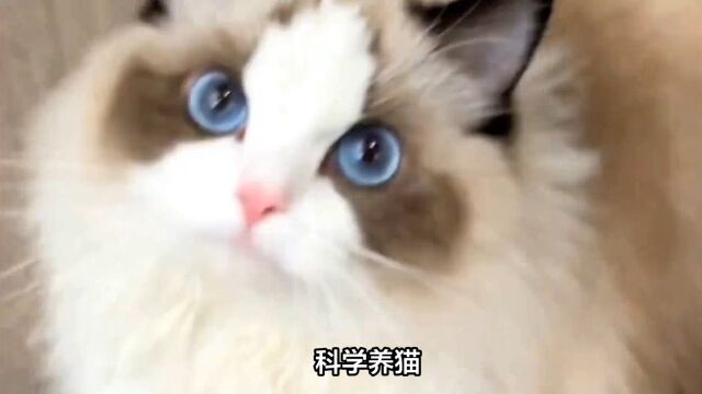 科学养猫(一)喂养和日常