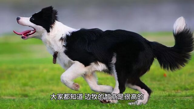 边牧犬冷知识