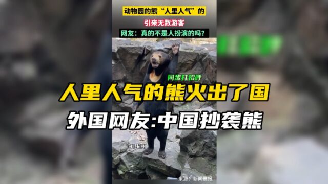 人里人气的熊火出了国 外国网友:中国抄袭熊!