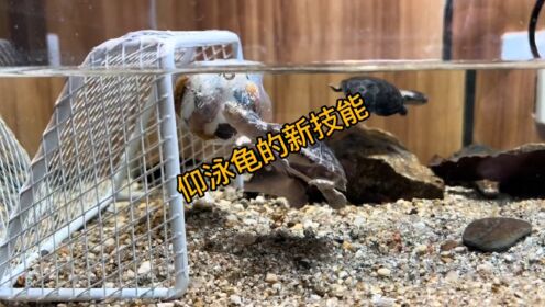 仰泳龟的新技能~_高清1080P在线观看平台_腾讯视频