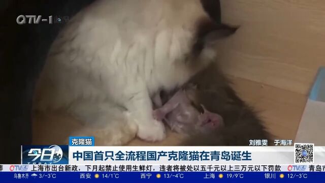 取得新突破!中国首只全流程国产克隆猫在青岛诞生