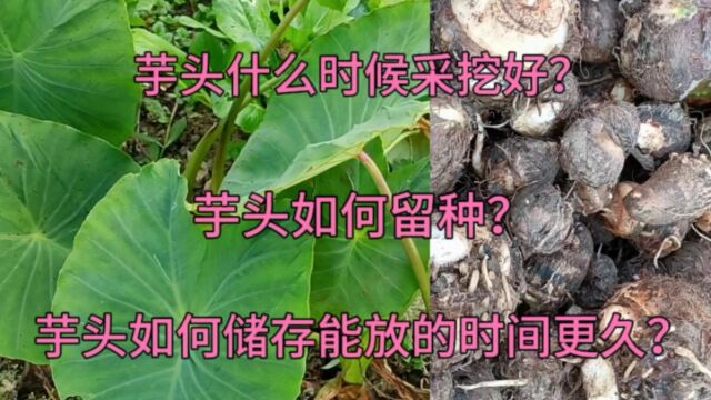 芋头什么时候采挖好?如何留种?芋头如何储存能放的时间更久?