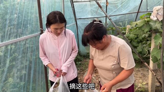 巧云和带婆婆去采摘园摘葡萄,共摘了满满两大袋,巧云还不忘给娘家爸妈送一袋