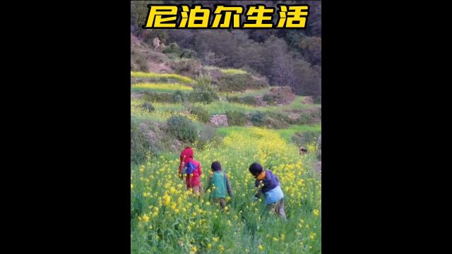 尼泊尔游牧民族的真实生活,几个孩子跟着父亲去野外采摘荨麻草