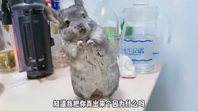 小龙猫挨骂会哭吗? #年轻人养宠图鉴