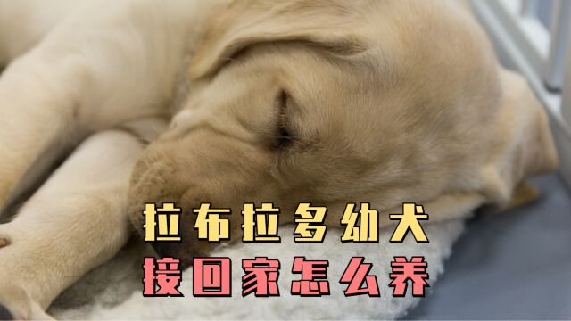 拉布拉多幼犬刚接回家全攻略?看到就是赚到!