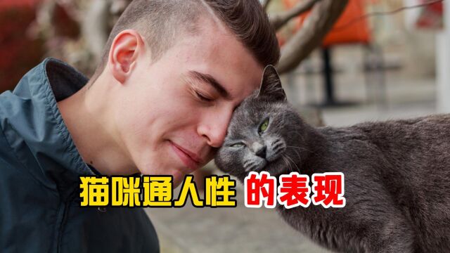 通人性的猫,一般有这5大特征!