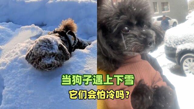 当狗子遇上下雪,它们会怕冷吗?