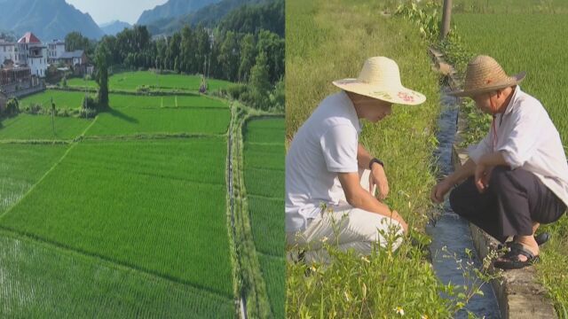 抗旱保苗保障秋粮丰收!农技站深入田间地头 指导农户科学灌溉