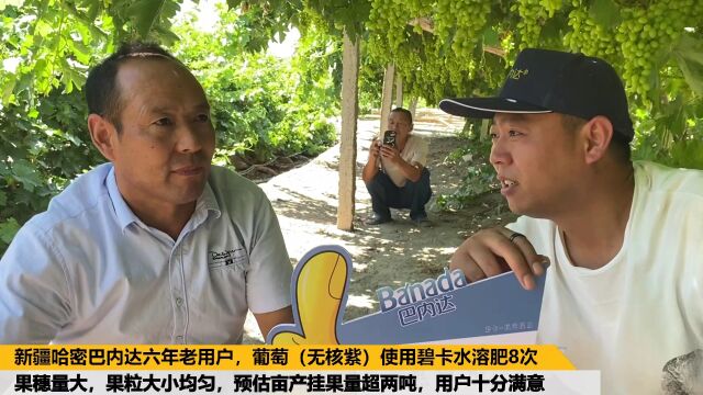 水溶肥厂家新疆哈密巴内达六年老用户,葡萄(无核紫)使用碧卡水溶肥8次,果穗量大,果粒大小均匀,预估亩产挂果量超两吨