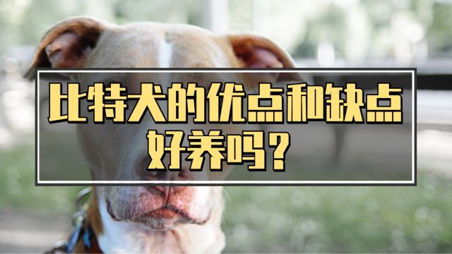 关于比特犬的优缺点,你知道哪些吗?