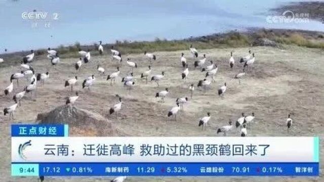 【CCTV2正点财经】云南昭通大山包: 迁徙高峰 救助过的黑颈鹤回来了