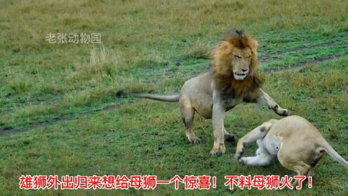 雄狮外出归来想给母狮一个惊喜！不料被母狮发现生气了