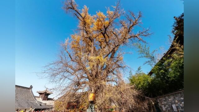 游人如织 荡气回肠之陕西省西安市长安区古观音禅寺银杏树图纪兼访长安人文