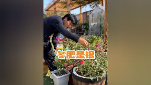 冬天来了，还需要施肥吗？只要不低于零度都是必须要做的！#养护小知识 #爱生活爱养花 #施肥