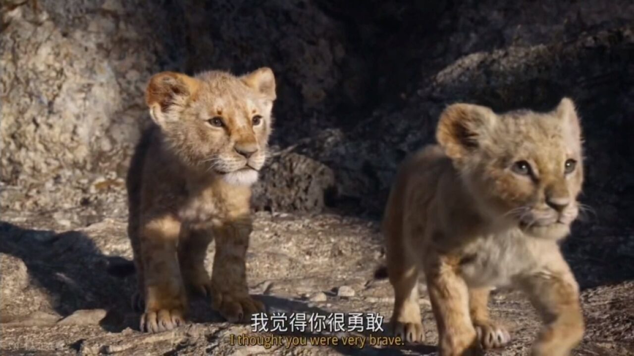 狮子王真人版之辛巴熊孩子片段(by严安之)