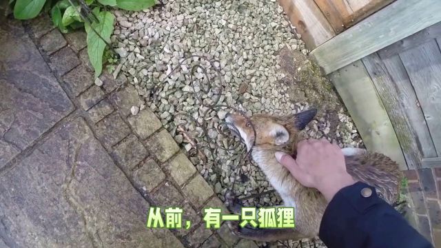 狐狸偷鸡的故事