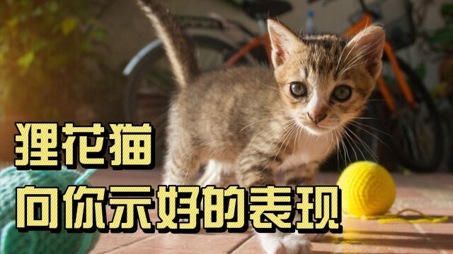 狸花猫向你示好的表现,你家猫有几个?