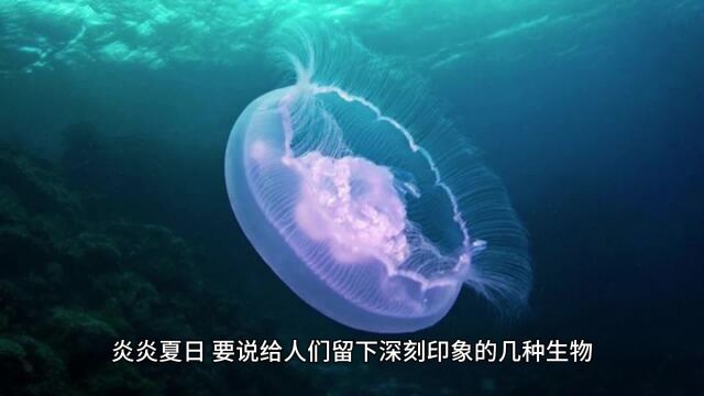 夏天印象生物——知了