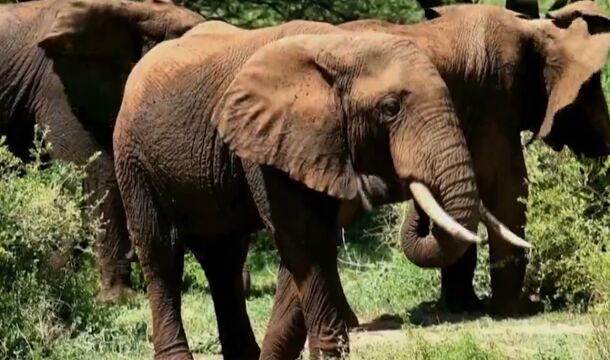 亚洲象和非洲象的生活习性和饮食不同,从而促进了生物多样性