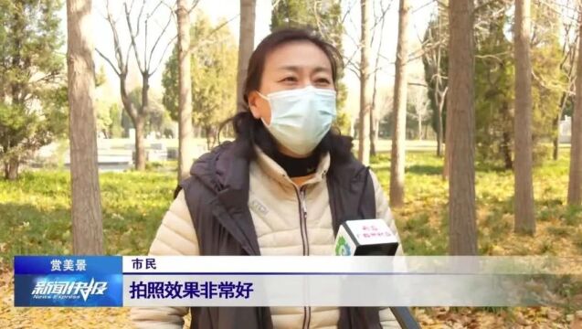 【赏美景】初冬浪漫上线 我市开启“落叶不扫”模式