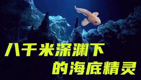 《巨齿鲨2：深渊》八千米深渊下的海底精灵——马里亚纳狮子鱼