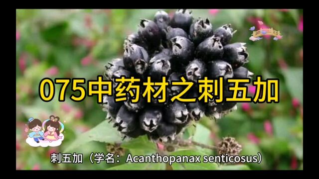 075中药材知识分享之刺五加