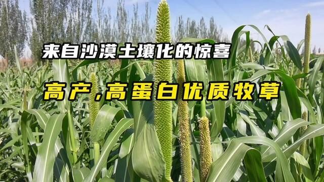 沙漠土壤化的惊喜:高产高蛋白优质牧草