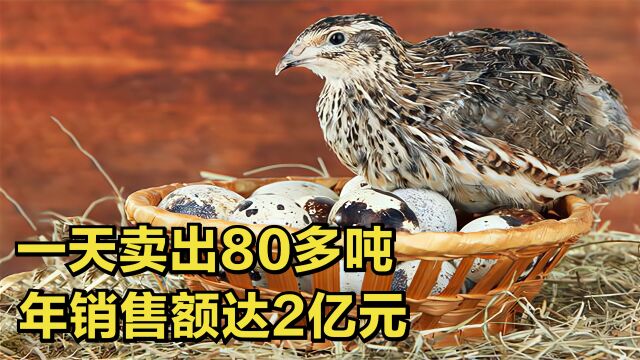 四川小伙返乡养鹌鹑,带领上千农户致富,一年净赚2个亿!