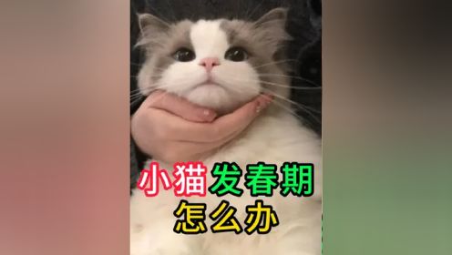 小猫发春期怎么办 #养猫知识 #喵星人 #猫猫发情