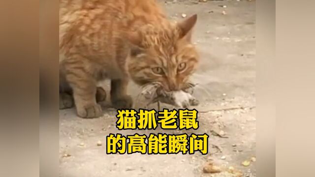 猫抓老鼠的高能瞬间,真是妥妥的血脉压制