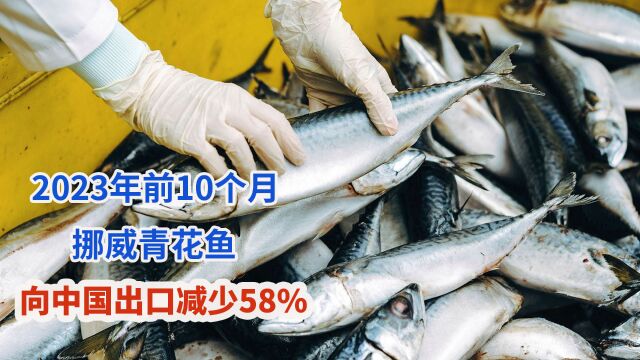 2023年前10个月挪威青花鱼向日本出口增长22%,向中国出口减少58%