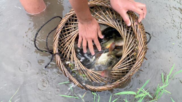 贵州的稻花鱼原来可以腌着吃,还是招待贵宾的特色美食之一,如果是你敢吃吗