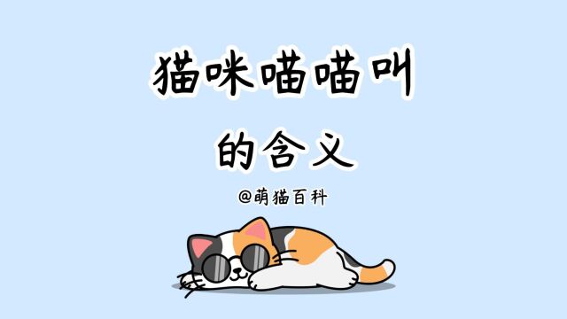 猫咪喵喵叫的含义,不会还有人不知道吧?