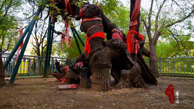 千城百县看中国|山东寿光:守护古树 留住乡愁