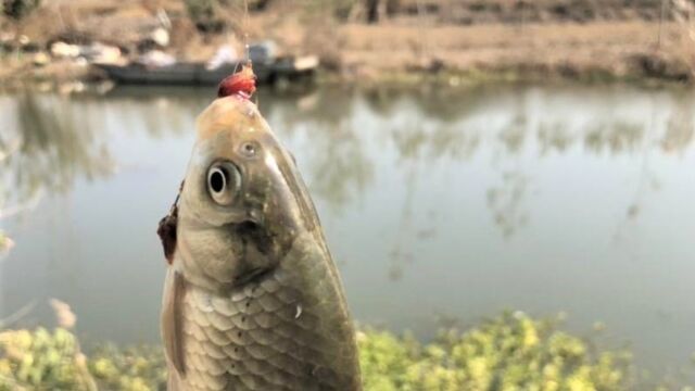 冬季水温低,野钓鲫鱼不开口,用好这几种“诱鱼剂”,不爆护都难