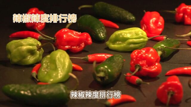 辣椒辣度排行榜:探索饮食文化中的独特现象