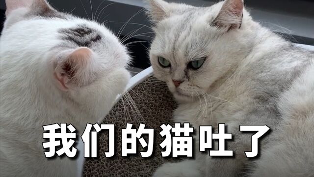 猫咪呕吐怎么办?