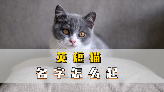 英短猫名字怎么起?看这篇学习!