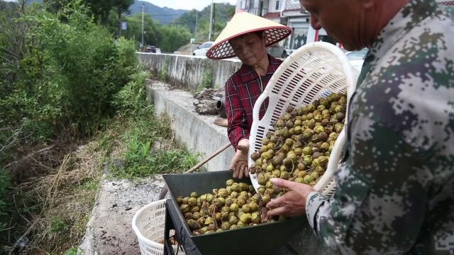 今年的果仁更饱满!临安山核桃今日正式开杆