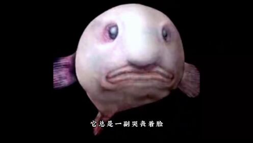 水滴鱼世界上最丑的鱼，总是一副愁眉苦脸的样子