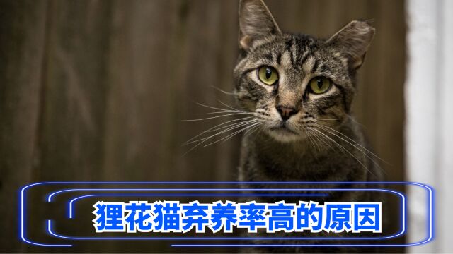 为什么“狸花猫”的弃养率这么高?这些原因很现实