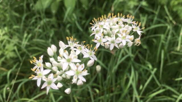 从平凡生活里找快乐|50韭菜花