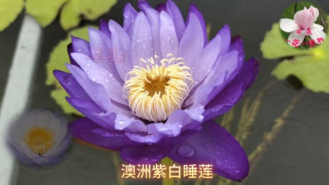 Nymphaea immutabilis subsp澳洲紫白睡莲