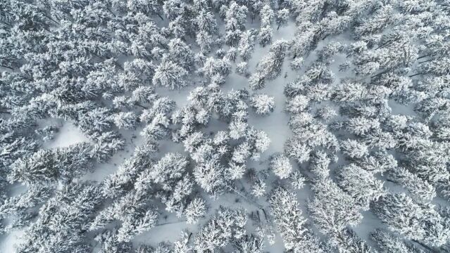 今日大雪 | 愿冬日的雪花,为你送去纯洁的祝福